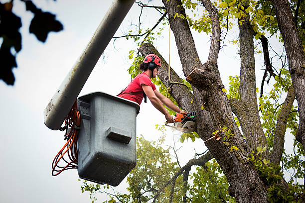 Trusted Ester, AK Tree Removal Experts